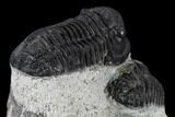 Two Detailed Gerastos Trilobite Fossils - Morocco #119013-11